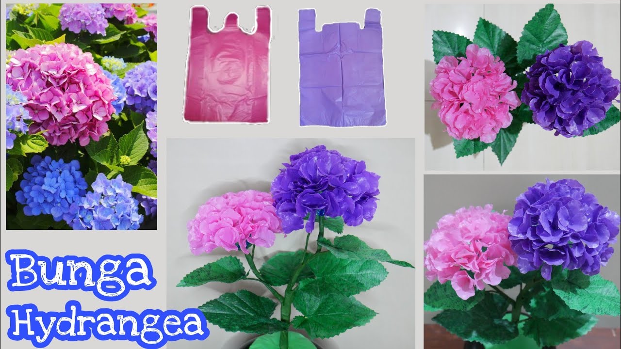 Detail Gambar Bunga Hydrangea Nomer 46