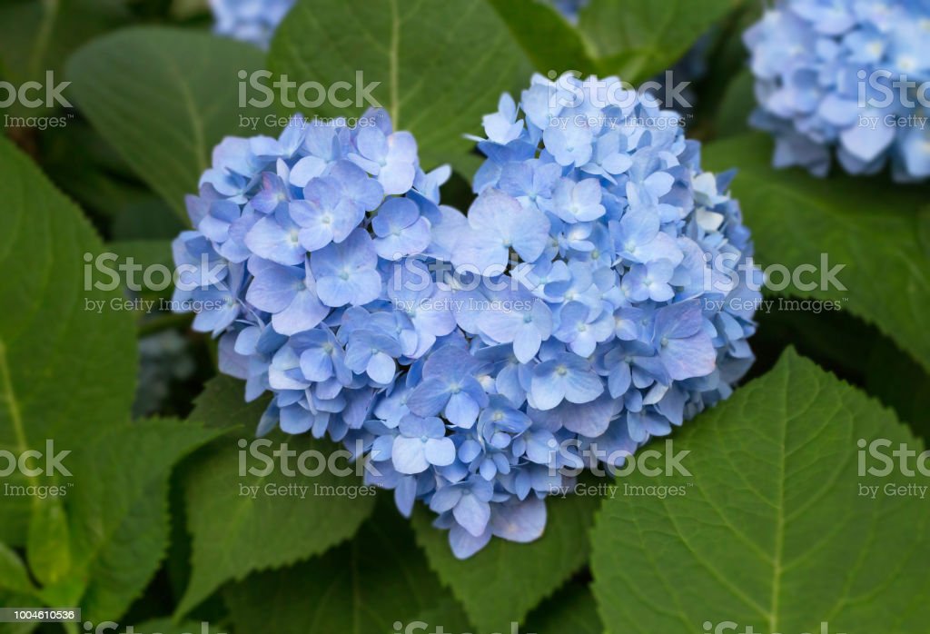 Detail Gambar Bunga Hydrangea Nomer 50