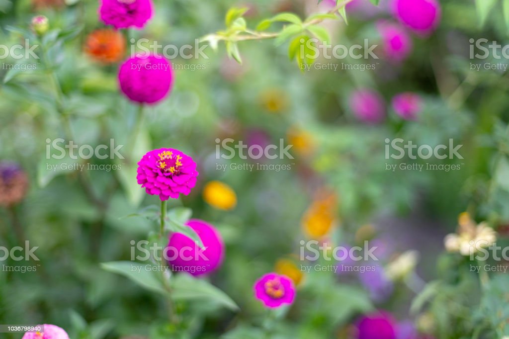 Detail Gambar Bunga Indah Cantik Nomer 53