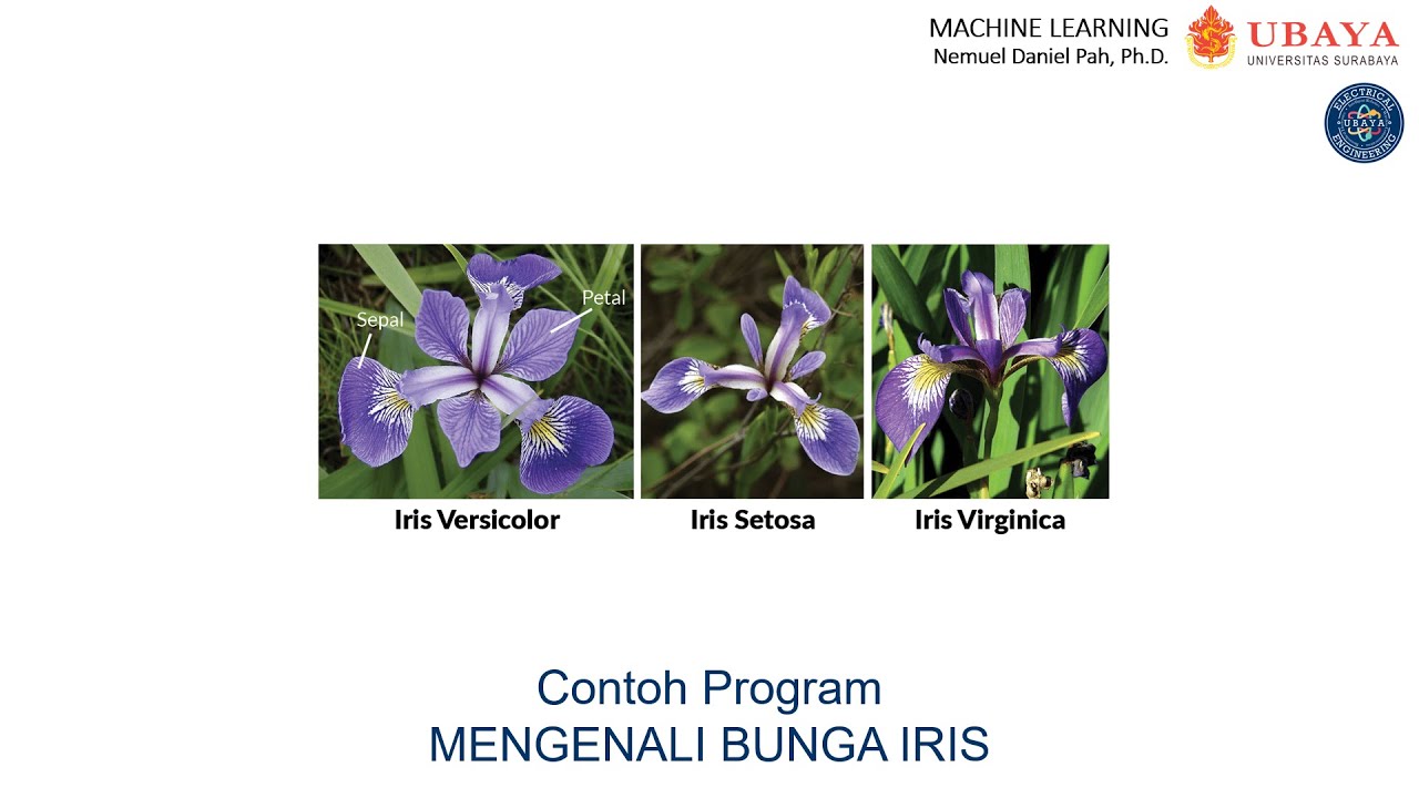 Detail Gambar Bunga Iris Nomer 13