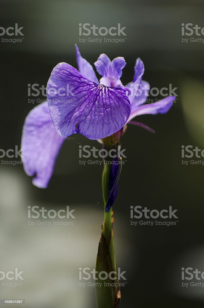 Detail Gambar Bunga Iris Nomer 19