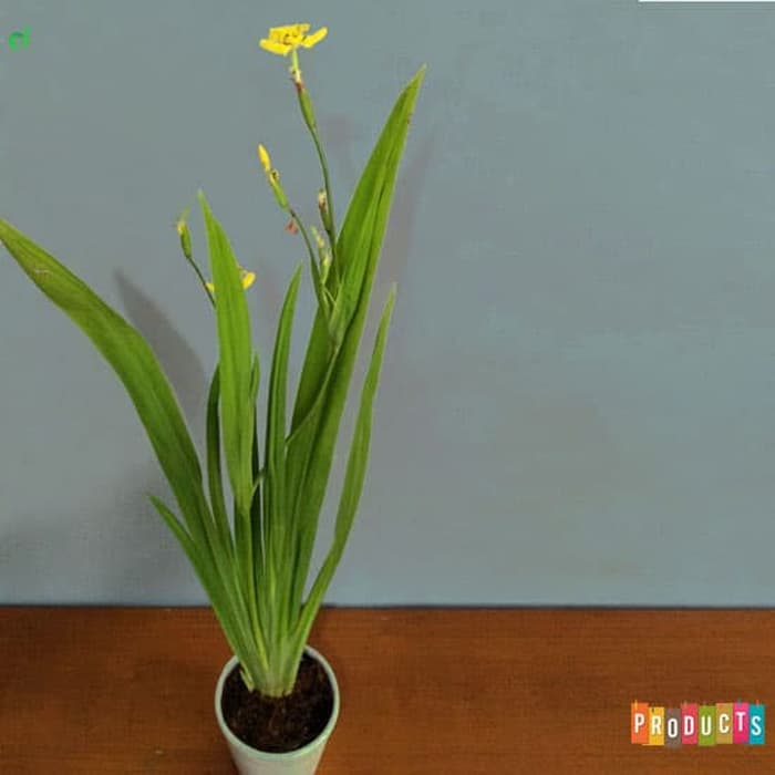 Detail Gambar Bunga Iris Nomer 26