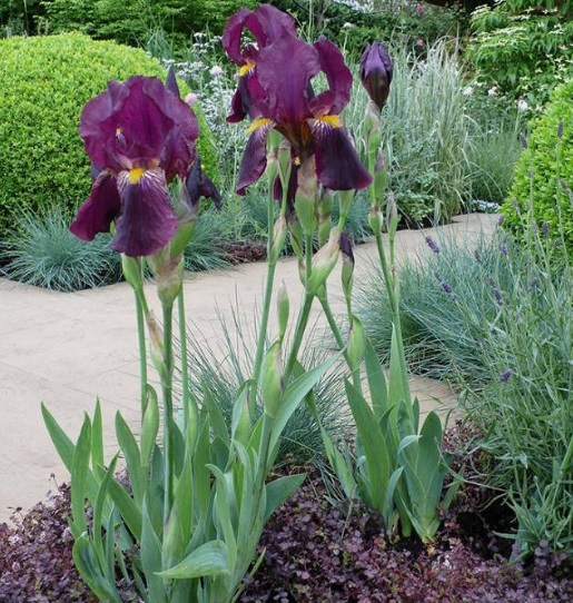 Detail Gambar Bunga Iris Nomer 6