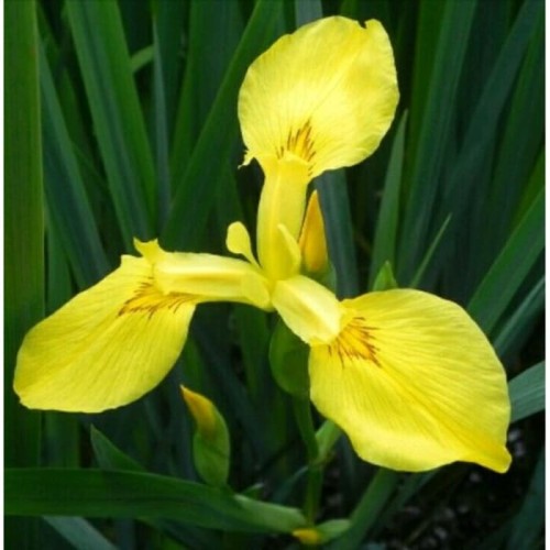Detail Gambar Bunga Iris Kuning Nomer 15