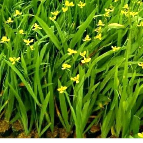 Detail Gambar Bunga Iris Kuning Nomer 3