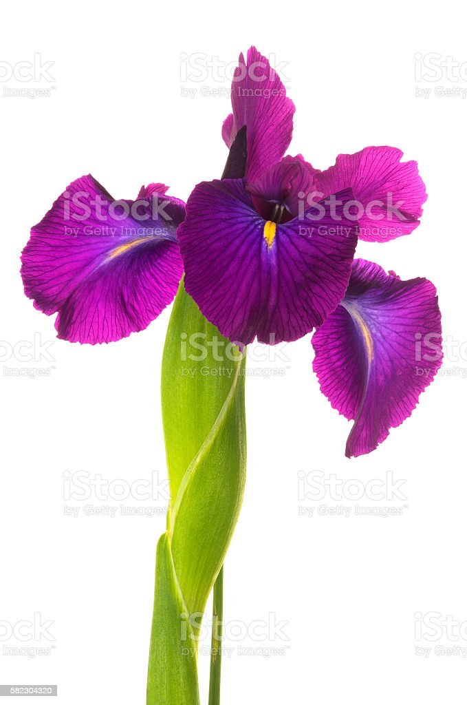 Detail Gambar Bunga Iris Kuning Nomer 40