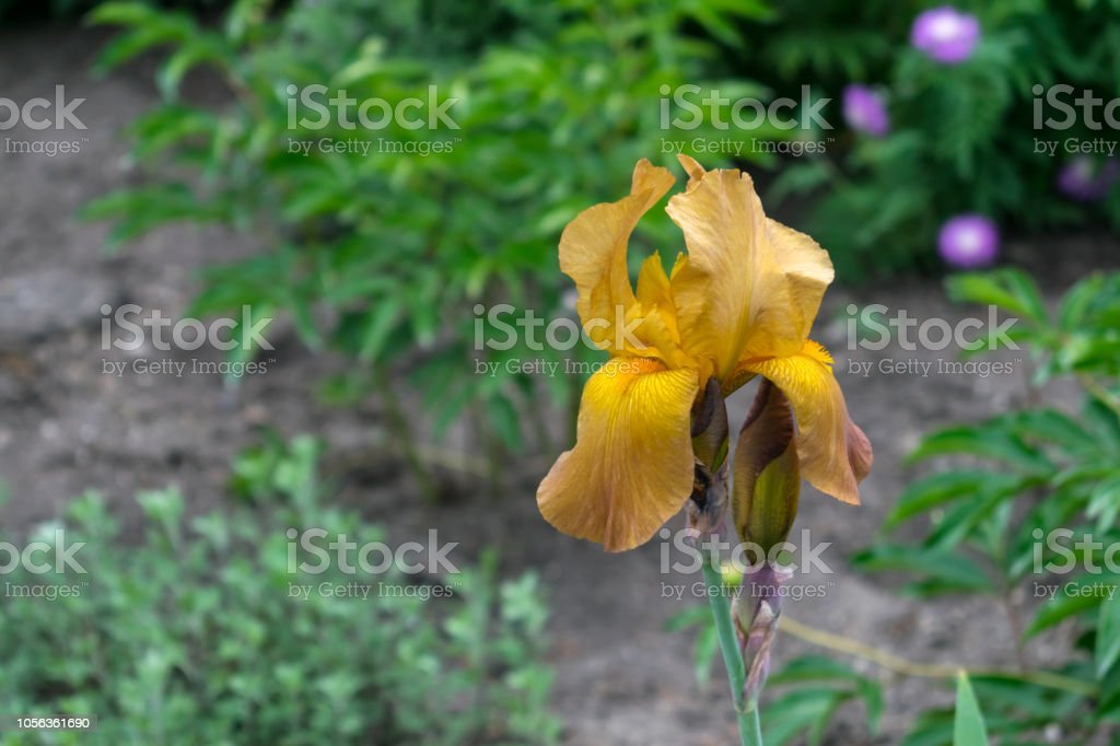 Detail Gambar Bunga Iris Kuning Nomer 52