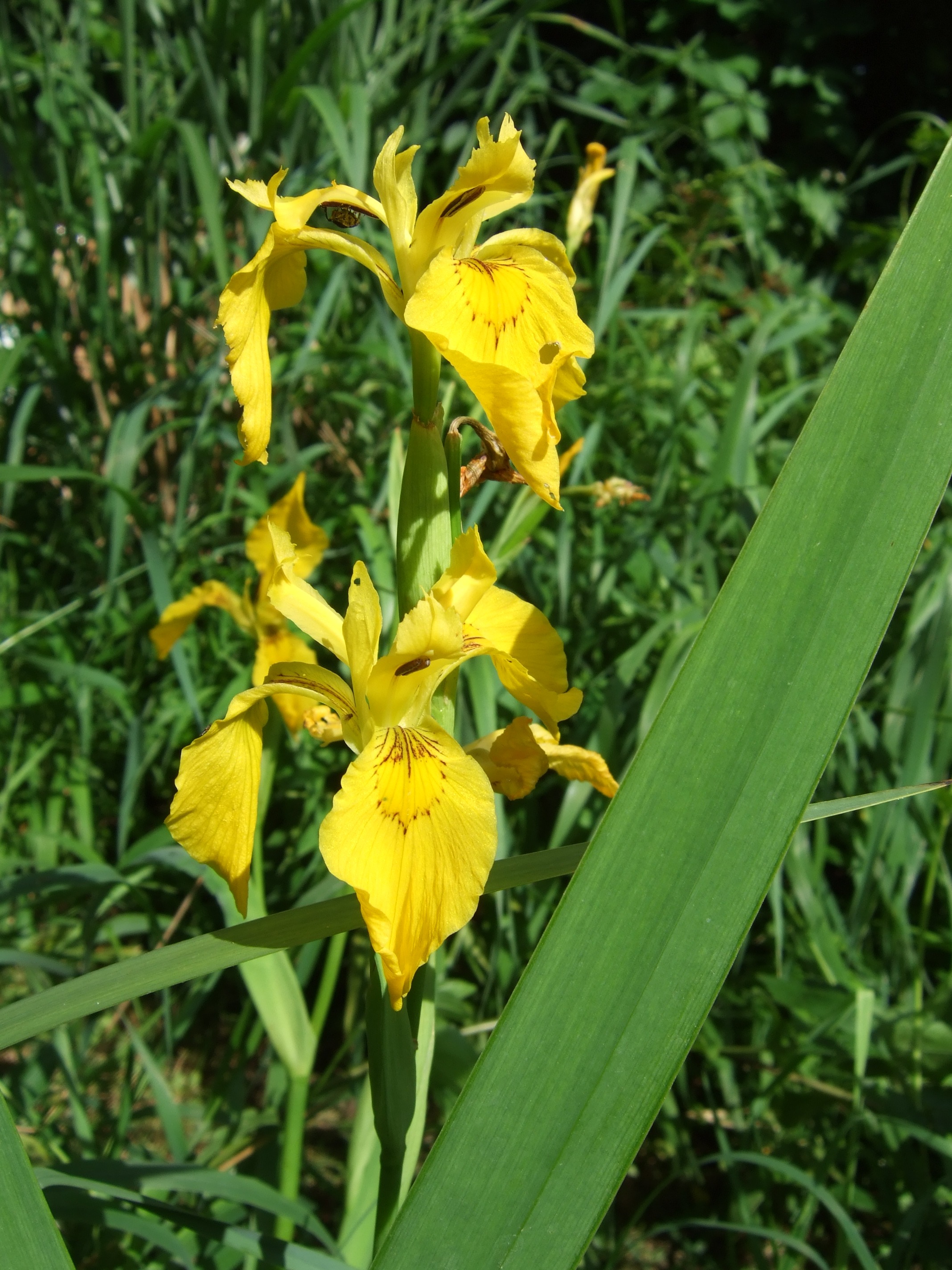 Detail Gambar Bunga Iris Kuning Nomer 58