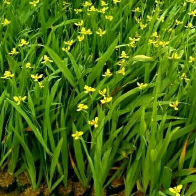 Detail Gambar Bunga Iris Kuning Nomer 8