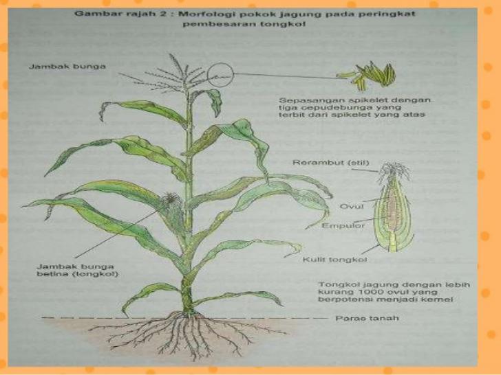 Detail Gambar Bunga Jagung Dan Bagiannya Nomer 2