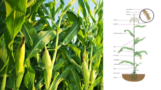 Detail Gambar Bunga Jagung Dan Bagiannya Nomer 3