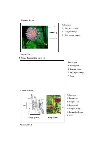 Detail Gambar Bunga Jagung Dan Bagiannya Nomer 34