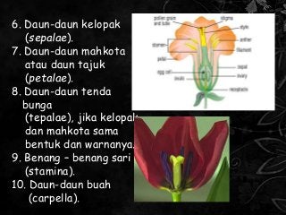 Detail Gambar Bunga Jagung Dan Bagiannya Nomer 42