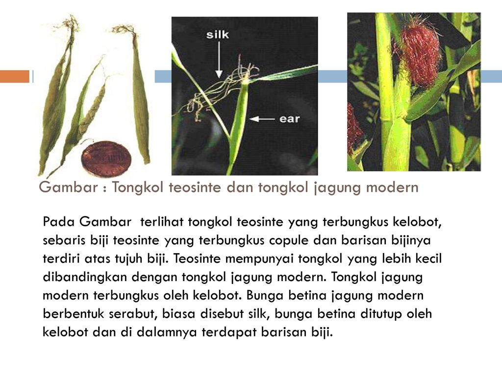 Detail Gambar Bunga Jagung Jantan Dan Betina Nomer 19