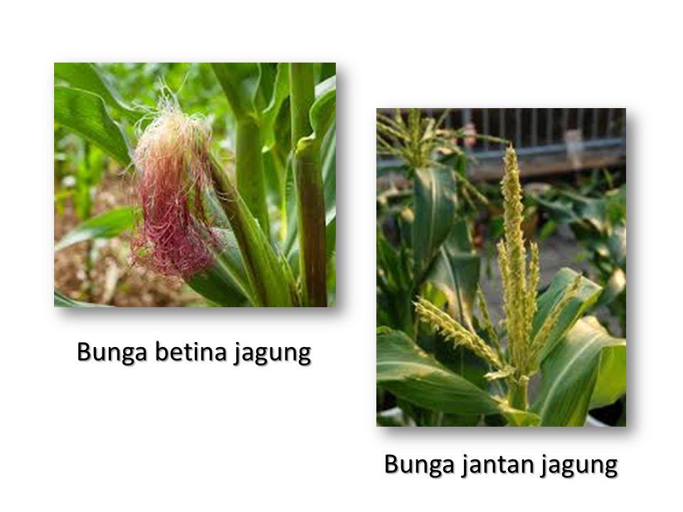 Detail Gambar Bunga Jagung Jantan Dan Betina Nomer 20