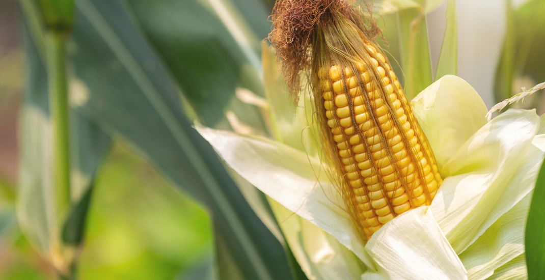 Detail Gambar Bunga Jagung Jantan Dan Betina Nomer 21