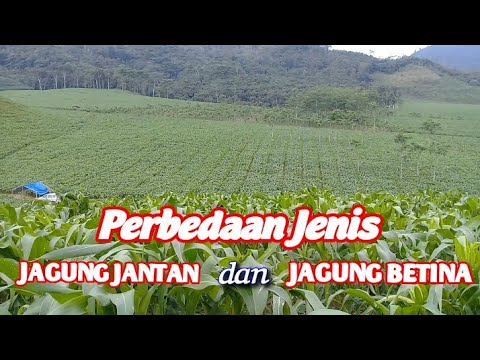 Detail Gambar Bunga Jagung Jantan Dan Betina Nomer 23