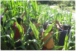 Detail Gambar Bunga Jagung Jantan Dan Betina Nomer 33