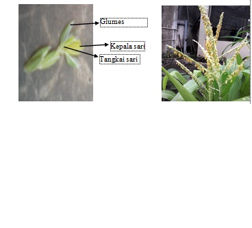 Detail Gambar Bunga Jagung Jantan Dan Betina Nomer 40