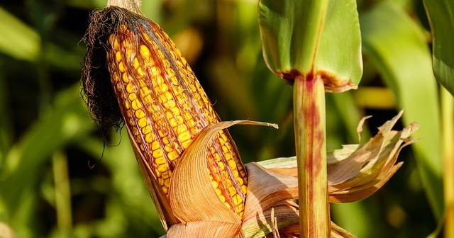 Detail Gambar Bunga Jagung Jantan Dan Betina Nomer 44