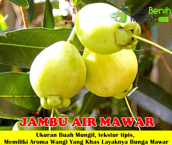 Detail Gambar Bunga Jambu Nomer 30