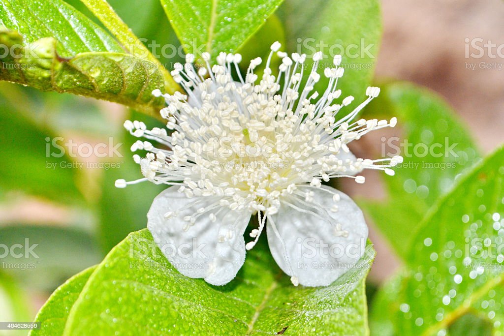 Detail Gambar Bunga Jambu Biji Nomer 12
