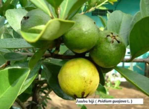 Detail Gambar Bunga Jambu Biji Nomer 37