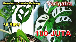 Detail Gambar Bunga Janda Bodong Nomer 43