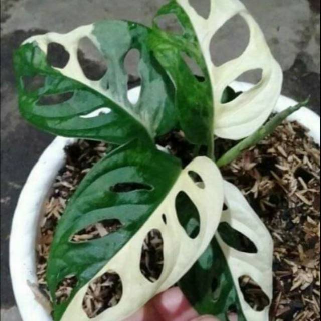 Gambar Bunga Janda Bolong Warna - KibrisPDR