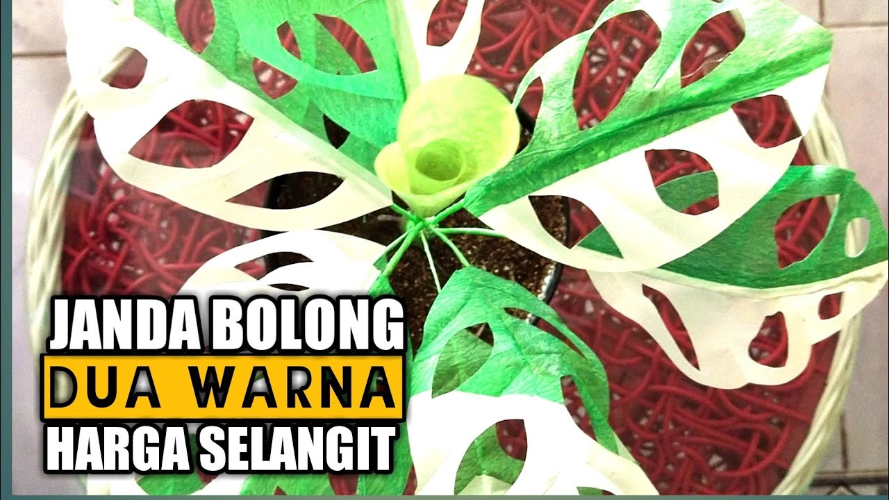 Detail Gambar Bunga Janda Bolong Warna Nomer 57