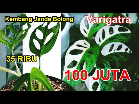 Detail Gambar Bunga Janda Bolong Yang Mahal Nomer 20