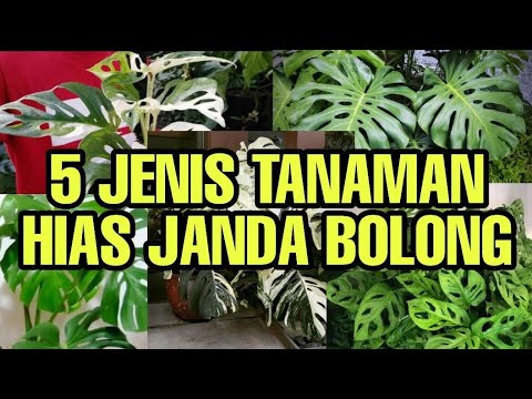 Detail Gambar Bunga Janda Bolong Yang Mahal Nomer 52