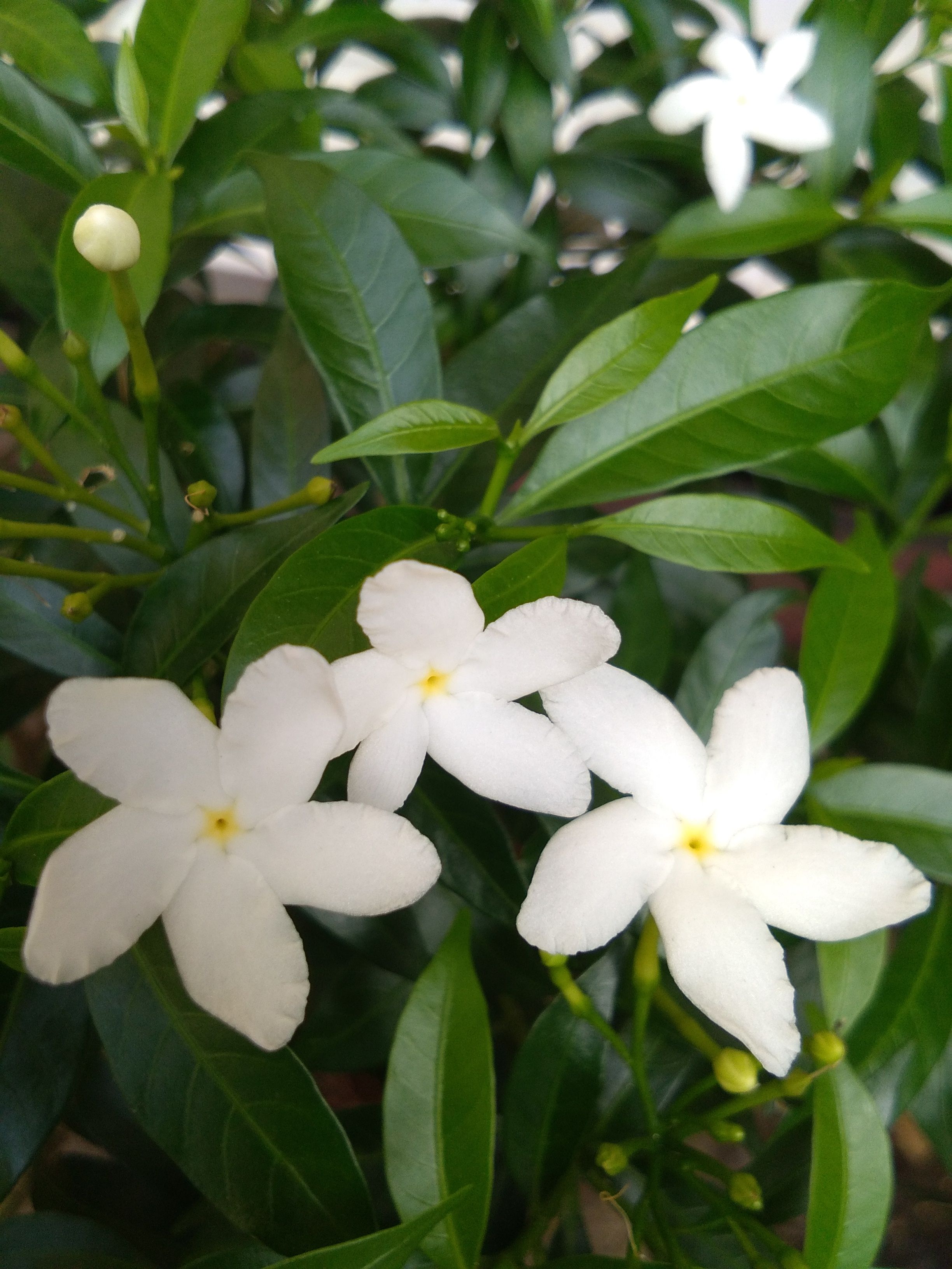 Detail Gambar Bunga Jasmine Nomer 2