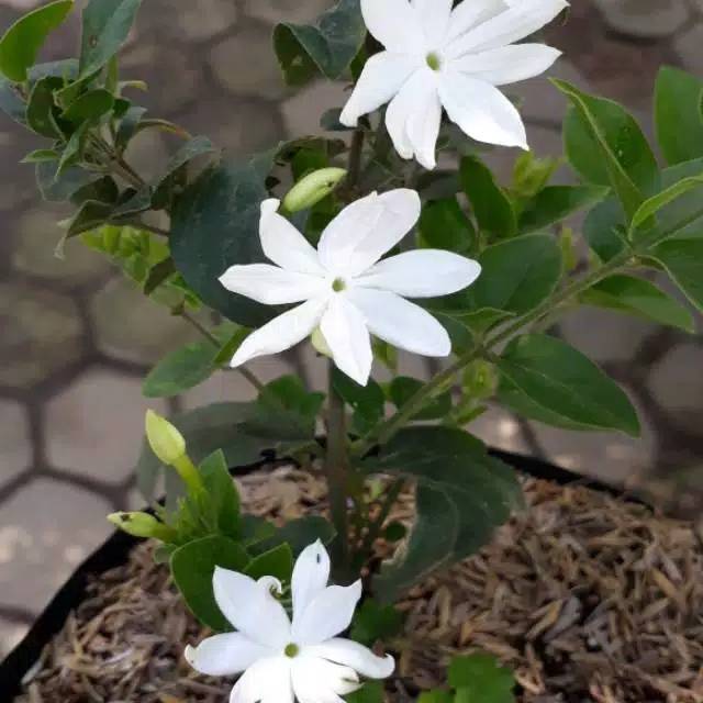 Detail Gambar Bunga Jasmine Nomer 11