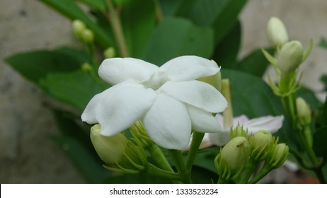 Detail Gambar Bunga Jasmine Nomer 13