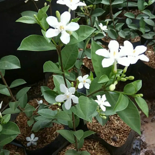 Detail Gambar Bunga Jasmine Nomer 15