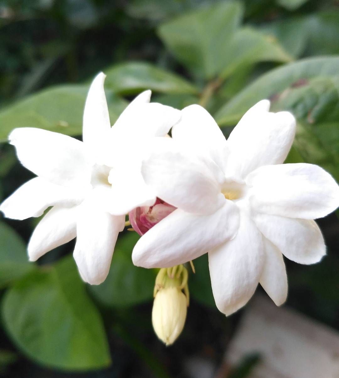 Detail Gambar Bunga Jasmine Nomer 26