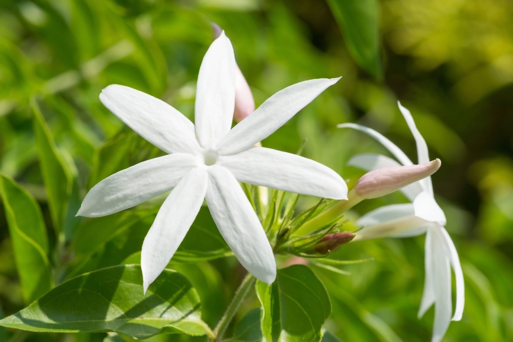 Detail Gambar Bunga Jasmine Nomer 31