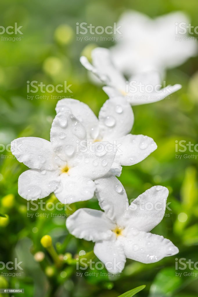 Detail Gambar Bunga Jasmine Nomer 35