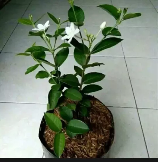 Detail Gambar Bunga Jasmine Nomer 39