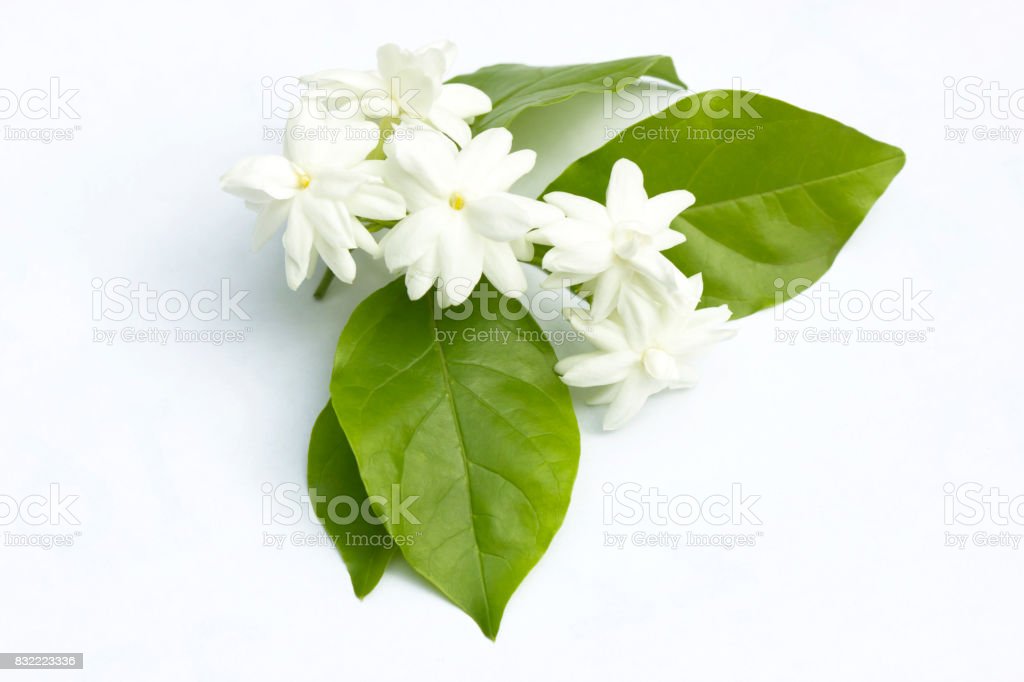 Detail Gambar Bunga Jasmine Nomer 45