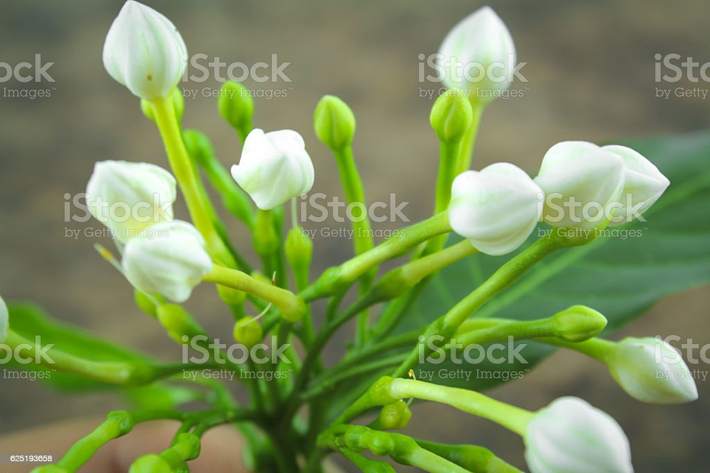 Detail Gambar Bunga Jasmine Nomer 54