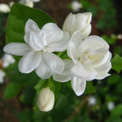 Detail Gambar Bunga Jasmine Nomer 8