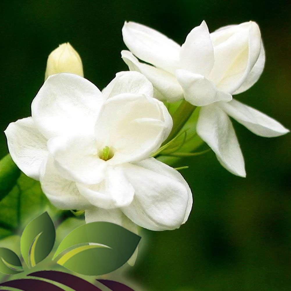 Detail Gambar Bunga Jasmine Nomer 10