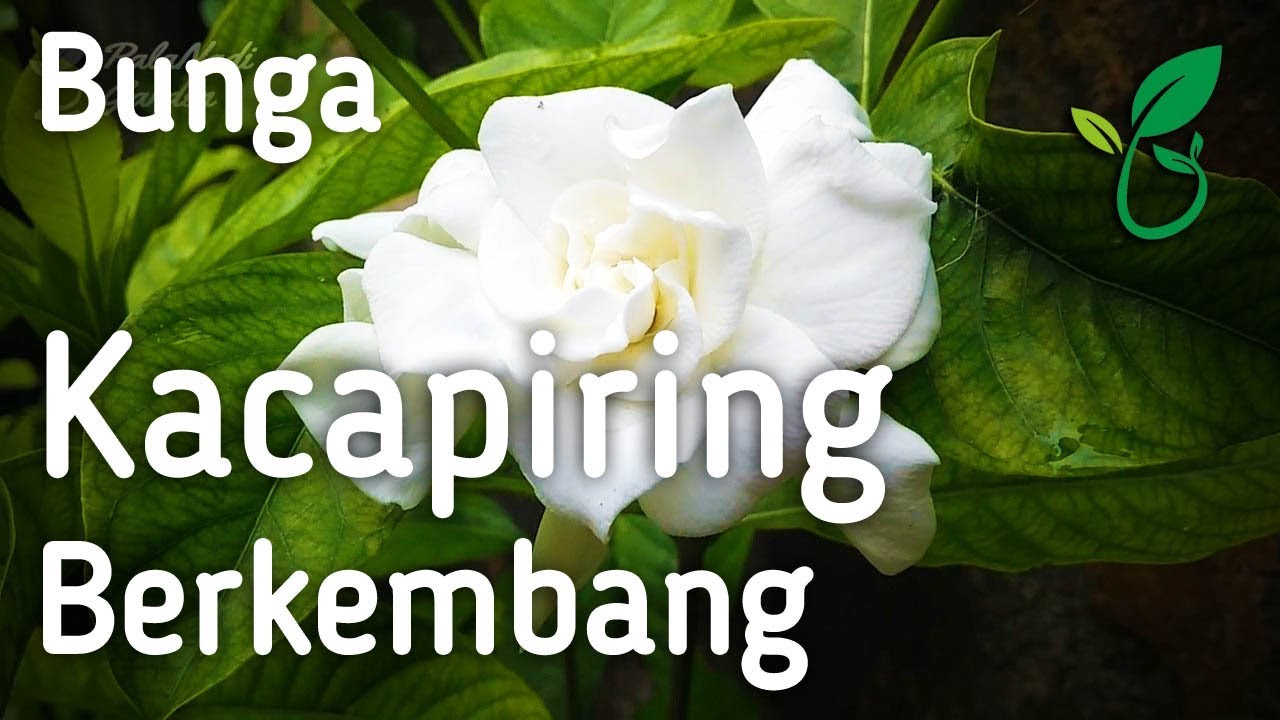 Detail Gambar Bunga Jempiring Nomer 31