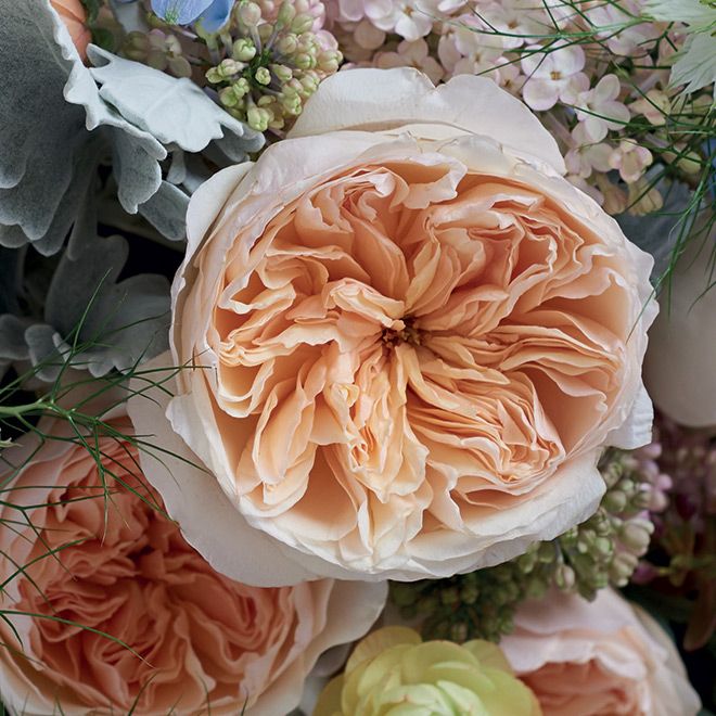 Detail Gambar Bunga Juliet Rose Nomer 13