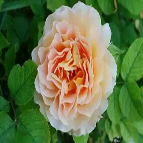 Detail Gambar Bunga Juliet Rose Nomer 8