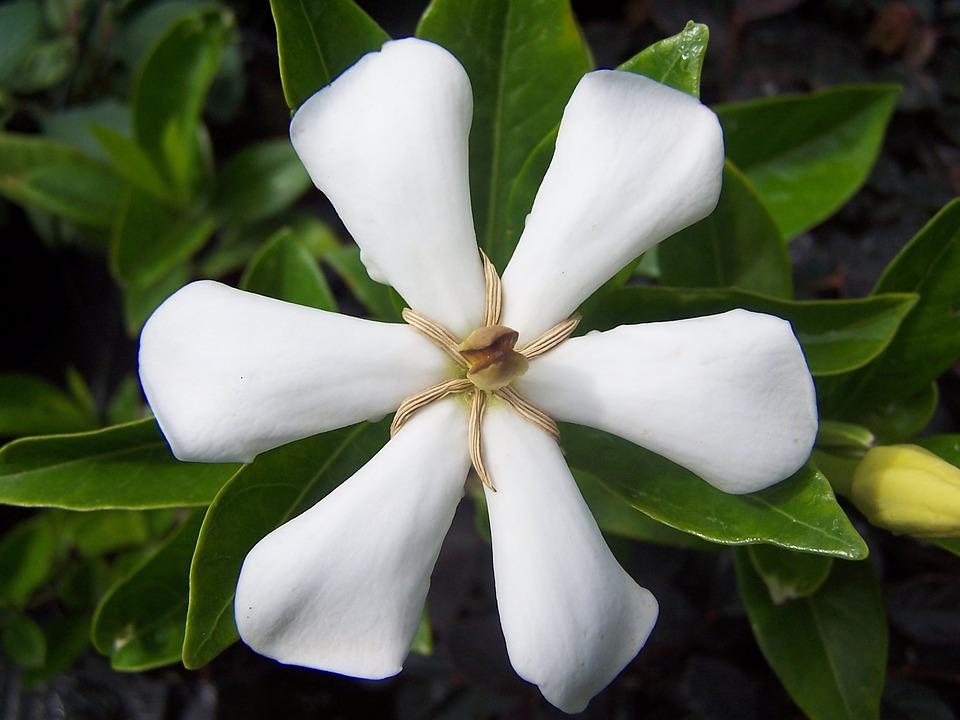 Detail Gambar Bunga Kacapiring Putih Nomer 36