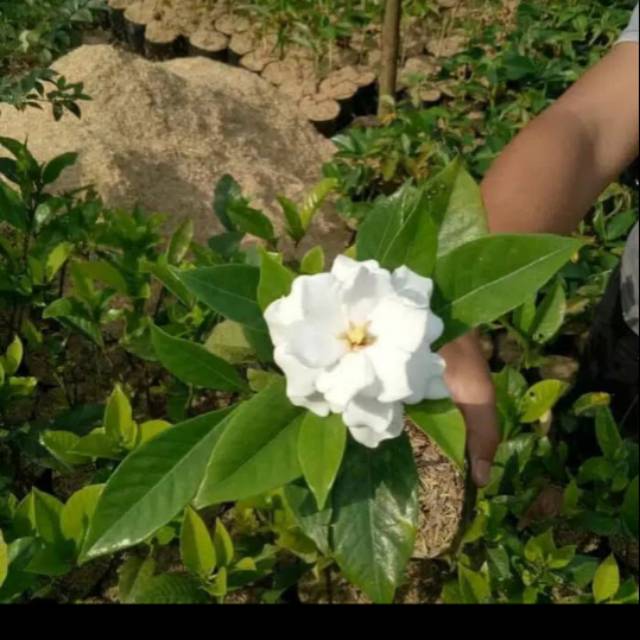 Detail Gambar Bunga Kacapiring Putih Nomer 52