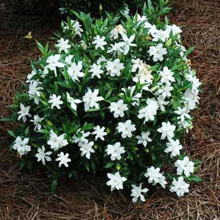 Detail Gambar Bunga Kacapiring Putih Nomer 10